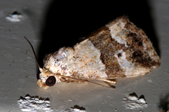 Maliattha amorpha
