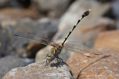 Progomphus borealis
