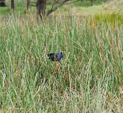 Eleocharis sphacelata