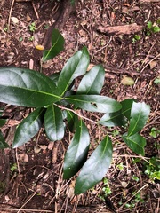 Siphonodon australis