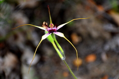 Caladenia lorea