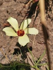 Hibiscus pusillus