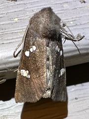 Papaipema nebris