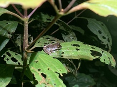 Pristimantis ventrimarmoratus