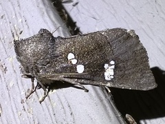 Papaipema nebris