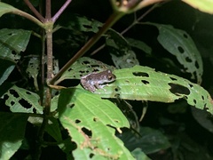 Pristimantis ventrimarmoratus
