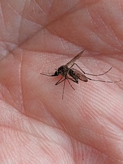 Aedes camptorhynchus