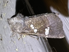 Papaipema nebris