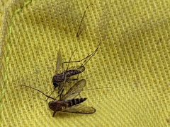 Aedes camptorhynchus