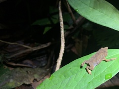 Rhinella festae