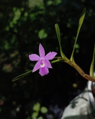 Dimerandra emarginata