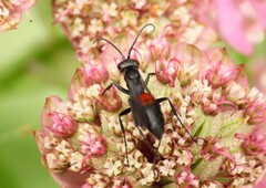 Ammosphex michiganensis