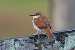 Certhiaxis cinnamomeus