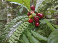 Psychotria nervosa