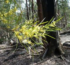 Acacia mucronata