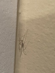 Pholcus phalangioides