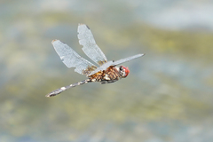 Dythemis fugax
