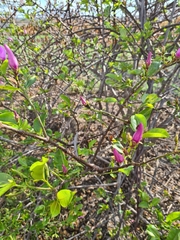 Cryptostegia madagascariensis