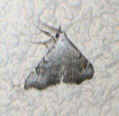 Redectis pygmaea