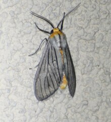 Biturix venosata