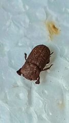 Sclerum multistriatum