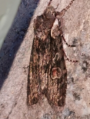 Lithophane consocia