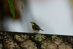 Todirostrum cinereum