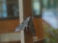 Clanis bilineata