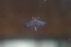 Pyraustinae