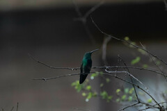 Anthracothorax nigricollis