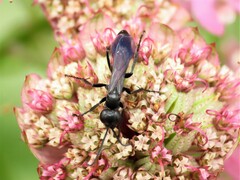 Ammosphex michiganensis