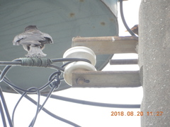 Dicrurus macrocercus harterti
