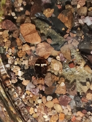 Laccophilus oscillator