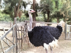 Struthio camelus australis