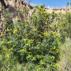 Senna multiglandulosa