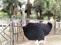 Struthio camelus australis