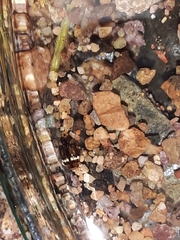 Laccophilus oscillator