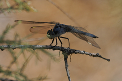 Libellula comanche