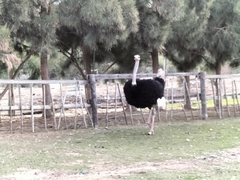 Struthio camelus australis