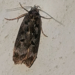Anacampsis