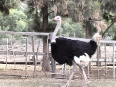 Struthio camelus australis