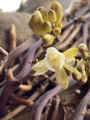 Erythrorchis cassythoides