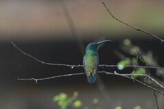 Anthracothorax nigricollis