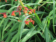 Crocosmia aurea