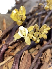 Erythrorchis cassythoides