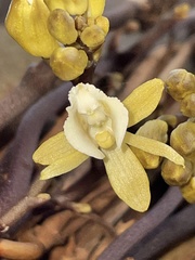 Erythrorchis cassythoides