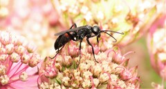 Ammosphex michiganensis