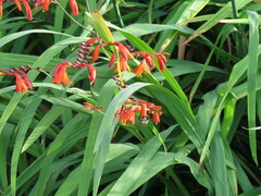 Crocosmia aurea