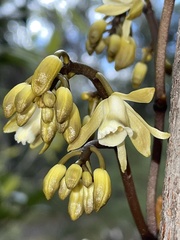 Erythrorchis cassythoides