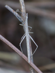 Proscopiidae